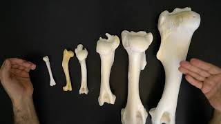 Comparative anatomy of the humerus [upl. by Coletta478]