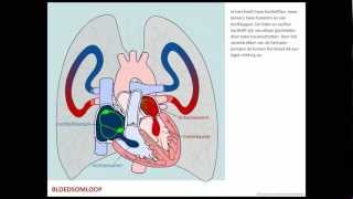 Bloedsomloop  Bloed [upl. by Niryt]