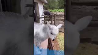 Goat Dance animals cute funny [upl. by Willis]