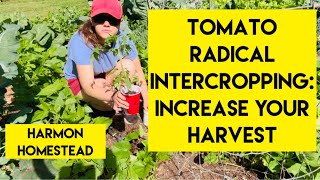 I’ll NEVER Plant Tomatoes Any Other Way RADICAL INTERCROPPING [upl. by Arbmik]