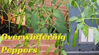 Overwintering Peppers  Almost Two years old Pepper Plants [upl. by Kimura]