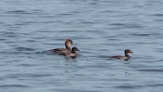 Hooded Merganser Family Mud Lake [upl. by Lenny414]