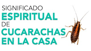 Significado ESPIRITUAL de CUCARACHAS en la CASA y cómo ELIMINARLAS😩 [upl. by Ymmit867]