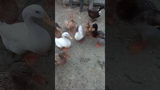 Amar hasmurgi gulur kobor share krte bishon balo lageshotrs duck henchickendeshimurgi [upl. by Zelig990]