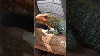 Caiman Lizard gets Cage Upgrade Full video coming soon caimanlizard reptiles [upl. by Aile]