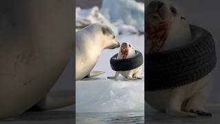 Volunteer saves baby seal trapped in old tire proving kindness can change a life animals seal [upl. by Trudy]