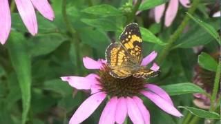 Silvery Checkerspot [upl. by Yhtomiht]