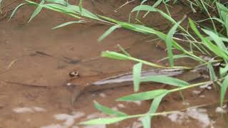 Southeast Asian snakehead fish [upl. by Ferino]