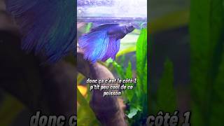 Le COMBATTANT ou BETTA splendens  Quel POISSON pour quel LITRAGE  Vidéo complète sur YouTube [upl. by Acenahs878]