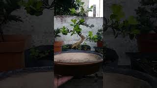 buxus un futuro BONSAI [upl. by Padget]