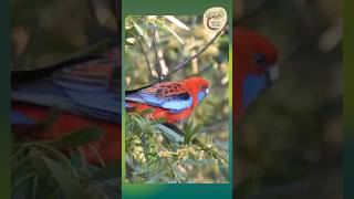 Beautiful Rosellas Feeding in the Heart of the Forest  Dharug Country [upl. by Rabassa689]