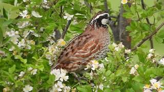 Northern Bobwhite vocalizing [upl. by Ritter]