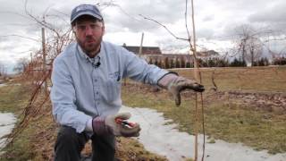 Caring for Young Grape Vines [upl. by Aerdnua]