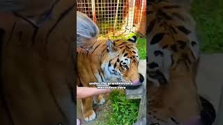 Big fat tigers raised by grandmothers🥰🥰🥰 shortvideo animals shorts pet foryou viral [upl. by Aicyle517]