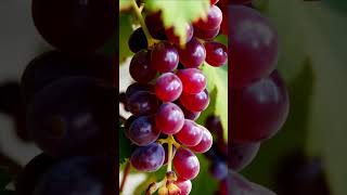 innovation in viticulture fruit grapevine grapegrowing grapeharvest grape nature grapegarden [upl. by Castor]