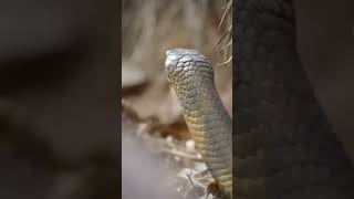 Fascinating Facts About the King Cobra  AFT  KingCobra SnakeFacts wildlife [upl. by Nairehs419]