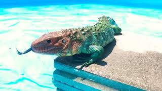 Caiman lizard pool party [upl. by Ecirtnas]