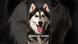 Exciting and Interesting Facts About Siberian Husky [upl. by Rattan711]