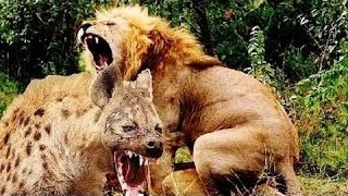 ► Lions Documentary  HUNGRY HYENAS DESTROY AND EAT LIONESS  National Geographic WILD  HD [upl. by Alvan]