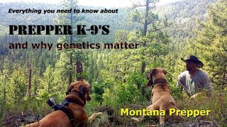 Prepper K9s Everything you need to know Black Mouth Cur [upl. by Eckardt435]