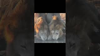 Plains Camp Male Lions Drinking Water  lion shorts animals wildlife viral photography kruger [upl. by Anahsar258]