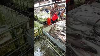 live fish fishing [upl. by Hajar]