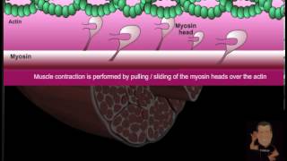 Myofibril versus Sarcoplasmic Hypertrophy [upl. by Vasiliu895]