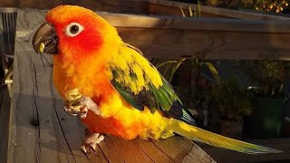 Sun Conure Singing  Parrot Sun Conure Playing  Sun Parakeet [upl. by Ferguson905]