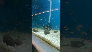 glow tetra fish  tetra fish up fish aquarium viral shorts mrmuzaffarvlogs [upl. by Chill]