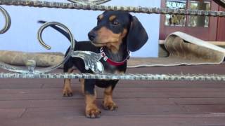 Playful Mini Dachshund [upl. by Edin]