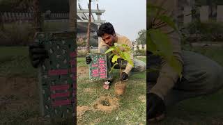 Planting 1 Lakh Trees 🌳 shortsfeed socialwork treeplanting [upl. by Dlonyer471]