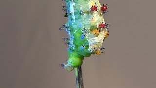 Cecropia Moth Caterpillar Molting Hyalophora cecropia [upl. by Erret]