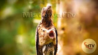 Potoos How Potoo Bird Camouflage [upl. by Adnirb563]