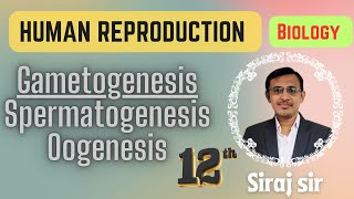 Gametogenesis Class 12Spermatogenesis and Oogenesis Class 12Human reproduction [upl. by Haukom75]