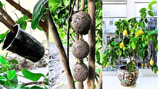 How To Grow Lemon Tree Fast Step by Step 100 Work  नींबू का पेड़ कैसे उगायें [upl. by Norma]