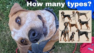 6 Types of Coonhounds Why [upl. by Labana]