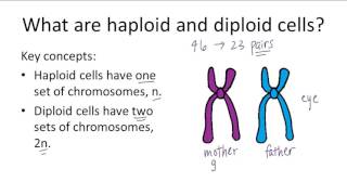 Haploid v Diploid [upl. by Suillenroc21]