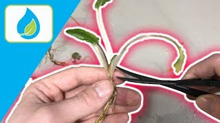 TRIMMING CRYPTOCORYNE HOW TOO  QUICK TIP 006 [upl. by Philps]