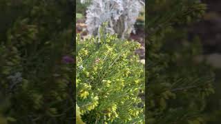 Erica vagans🌿🤔plants💚ukraine 🌱nature 🍀garden🌸vlog [upl. by Mariken]