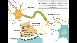 Intro to Neuroscience [upl. by Lucille565]