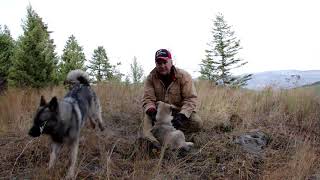 Training Tips Norwegian Elkhound Pups  Osa and Koda [upl. by Akcirehs]