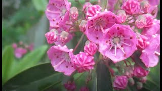 58 fleurs sauvages du début juin au Québec [upl. by Ramu]