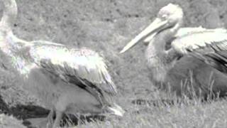 Vogelcentrum Avifauna geopend 1950 [upl. by Aivekahs788]