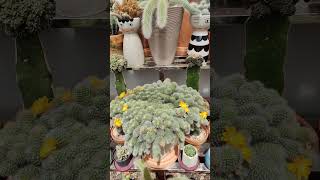 Rebutia Pulvinosa yellow flower  bikolanahardinera shortvideo cactus cactusflower [upl. by Greenwell831]