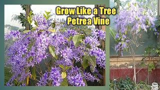 Grow Petrea Vine Like a Tree  How To Grow Petrea vine plant  Petrea Tree [upl. by Graces29]