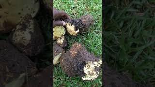 Harvesting Afu Pumpum Yam in my Backyard in Jamaica [upl. by Yenruoc]