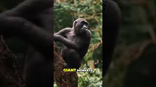 Mystery of the Giant Monkey Discovered in Congo [upl. by Pelagi]