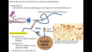 Amyloid Abeta APP ADN Alzheimer [upl. by Anthiathia]