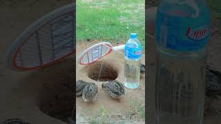 Quick and effective quail catching technique ytshorts diyideas animaltrap [upl. by Hilleary211]