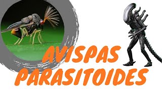 Avispas Parasitoides [upl. by Hajile]